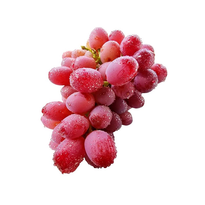 春季饮菊花桑葚茶可清热防感冒早春
